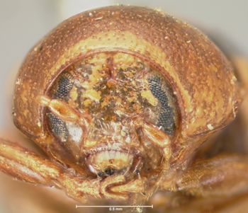 Media type: image; Entomology 9280   Aspect: head frontal view